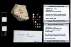 Foto (Objekt + Etikett) von Longodromites angustus (Reuss, 1858)  (NHMW-GEO-1990-0041-4411)
